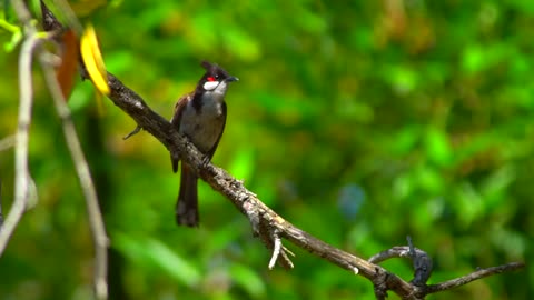 What bird is this?