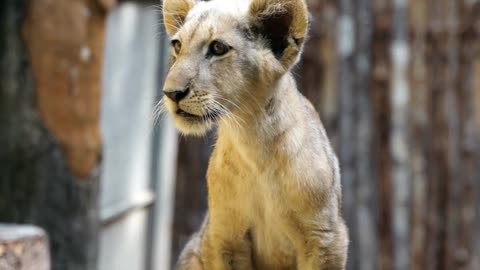 the cub looking at its food coming