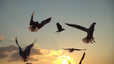 Seagulls flying at sunset