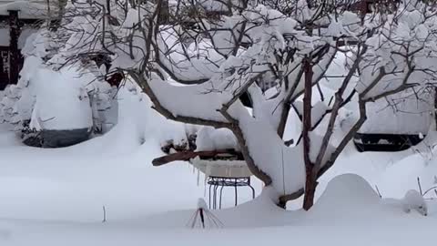 Birds bathing in Jan 2022 Canadian storm