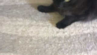 Black cat knocks over green lanyard and runs away