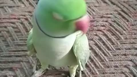 Cute parrot video 🥰 | Talking parrot