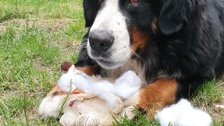 Bernese Mountain Dog destroying a soft toy