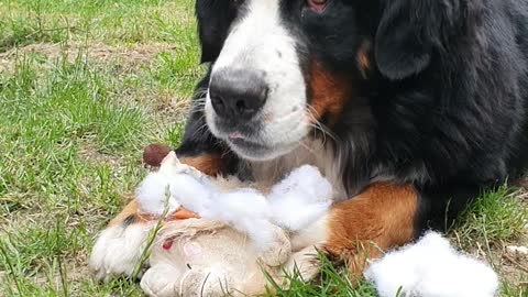 Bernese Mountain Dog destroying a soft toy