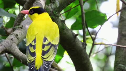 Lindo Pássaro Amarelo Na Floresta