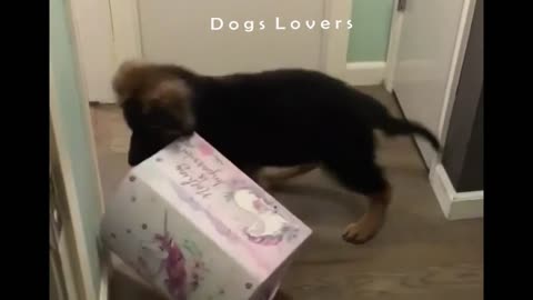 A Dog with A Gift Box in His Mouth.