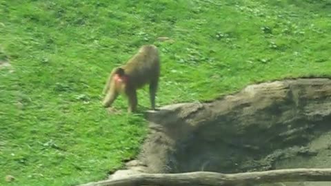 Monkeys sex funny try not to laugh