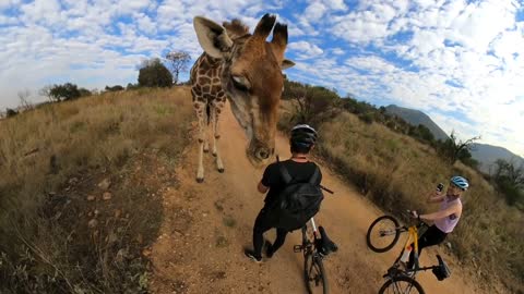 Giraffe stops mountain biker for a sniff🦒 .mp4