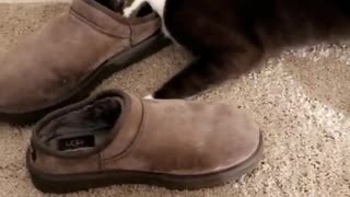 Cat playing with slippers