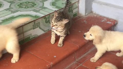 Patient Cat Fails To Handle A Litter Of Puppies