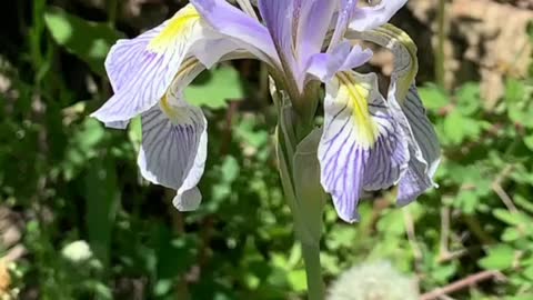 Wildflowers of Colorado