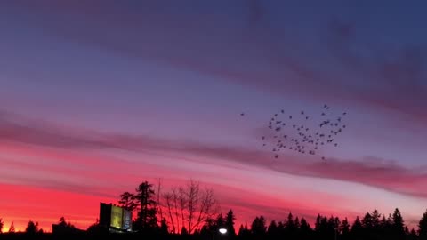 Flock of Birds Circling at Dusk