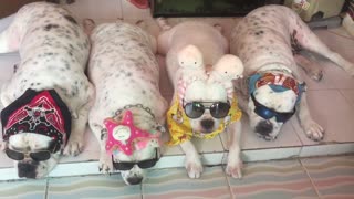 A Cool Group of Dogs