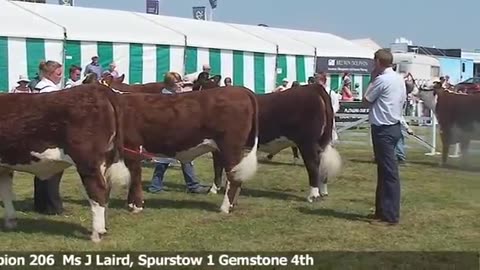 Hereford Cattle Judging at the Great Yorkshire Show 2013