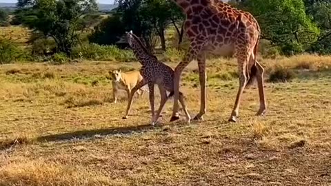 Lion hunting baby giraffe