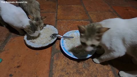 The_cats_are_being_shy_even_though_they_are_hungry