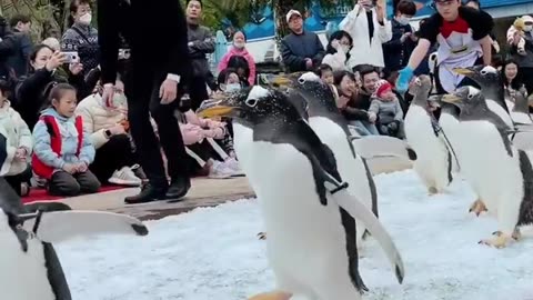 Penguins Incredible