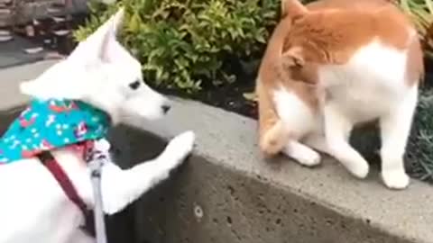 Dog tries to be friends with a cat and it's not successful...AT ALL!