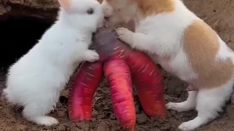 Friendship of puppy and rabbit