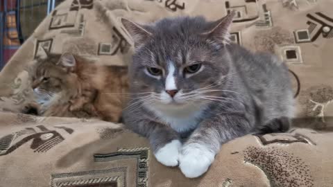 Cat is sitting on the bed