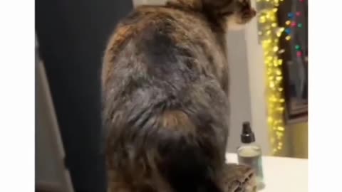 "Purrfectly Hilarious: Watch This Cat's Antics and Boost Your Mood!"