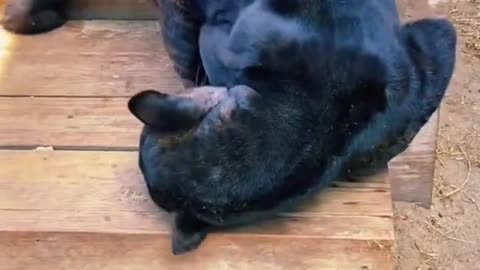 Black Jaguar Loves CATNIP Toy