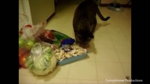 Cats terrified of cucumbers