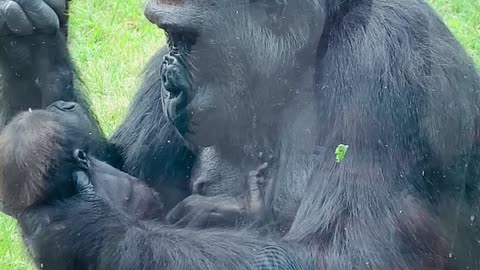 Mother Gorilla Shows off Baby at Calgary Zoo