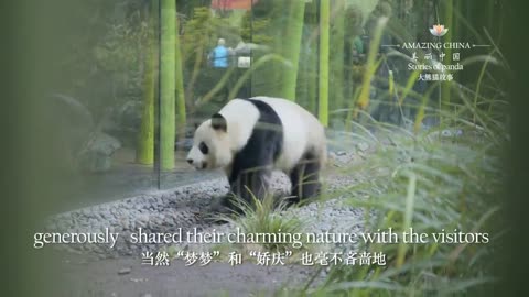 大熊猫故事5：大熊猫出国记-Giant Panda Going Abroad