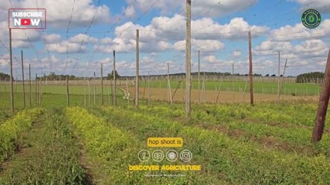 Discover the World's Most Expensive Vegetable Hop Shoots - Farming - Cultivation Guide