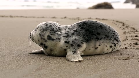 A Seal on the beach.