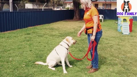Free Dog Training series! how to teach your dog to sit and drop!