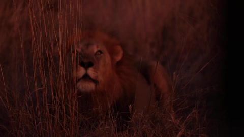 Madikwe male lion