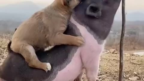 cute and funny pet videos/ cute dog videos/cute baby animals