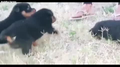 Free Free Adoption Rottweiler for free adoption🔥🔥