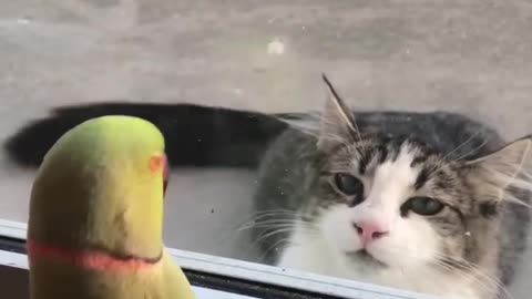 Birds are so smart 😳🤯 A parrot talking to kitten cute animals