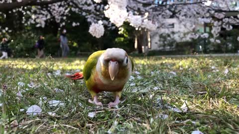 Cherry blossom girl