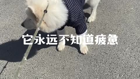 So this is puppy Samoyed jam