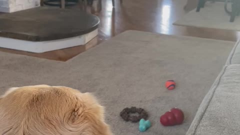 Golden retriever trying to get her brother to play with her.
