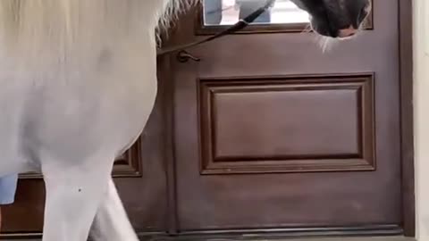 Watch this beautiful white horse