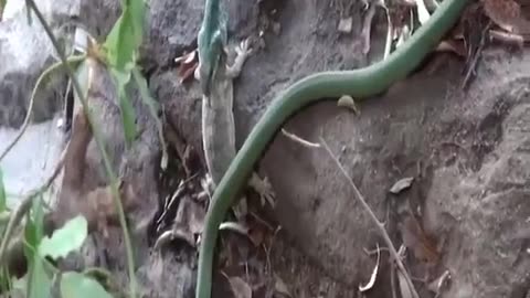 Gecko and Snake fight it out