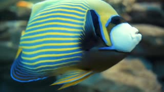 Best Marine Animals Collection and relaxation