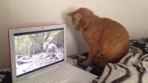 Funny animal video| Funny video| Cat and dog funny video