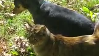 Cat follows dog's every move