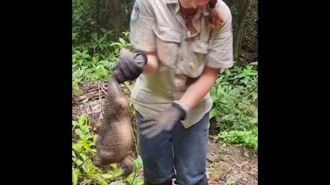 Hallan en Australia un "monstruoso" sapo de caña de 2,7 kilos