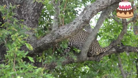 Incredible footage of leopard behavior during impala kill - Sabin Sand Game Reserve, ! Best Animals Home