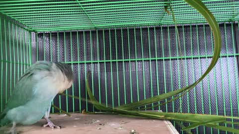 A colorful parrot playing with a green leaf.