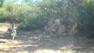 Roadrunners in southern New Mexico