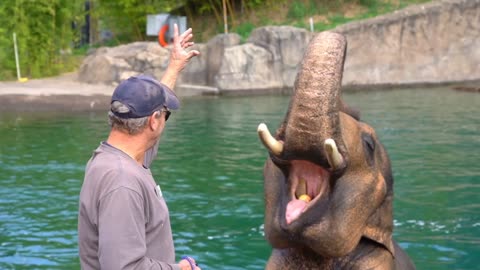 Elephant trainer | elephant video