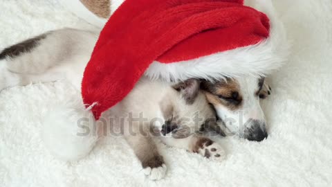 Merry christmas puppie dog fun cat and dog light